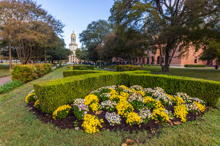 Flowers bloom on Founders Mall on Baylor University's campus